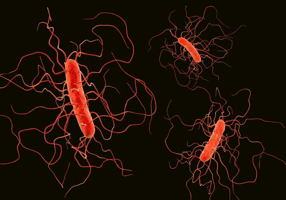 Artistic rendering of Clostridioides difficile bacteria